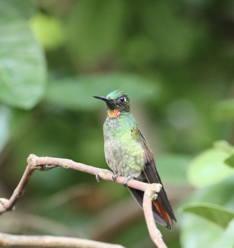 kolibřík brazilský - ML611227147