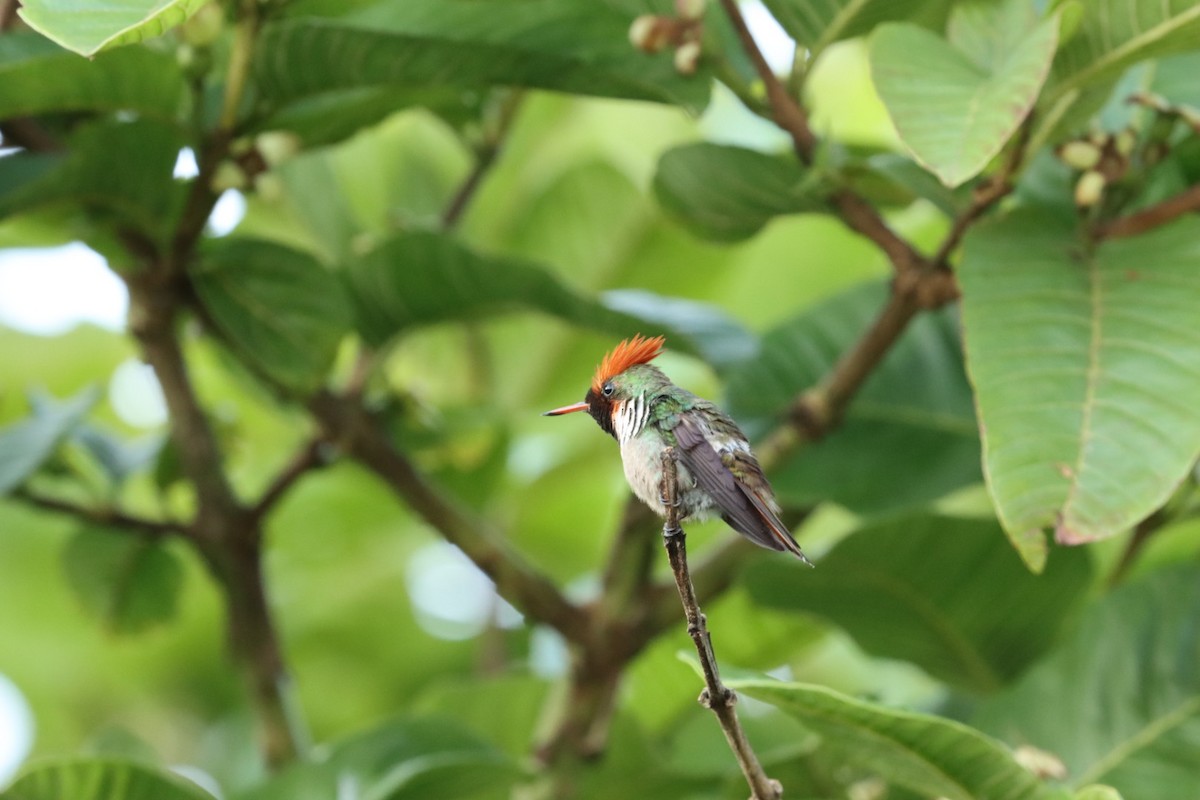 Frilled Coquette - ML611227336