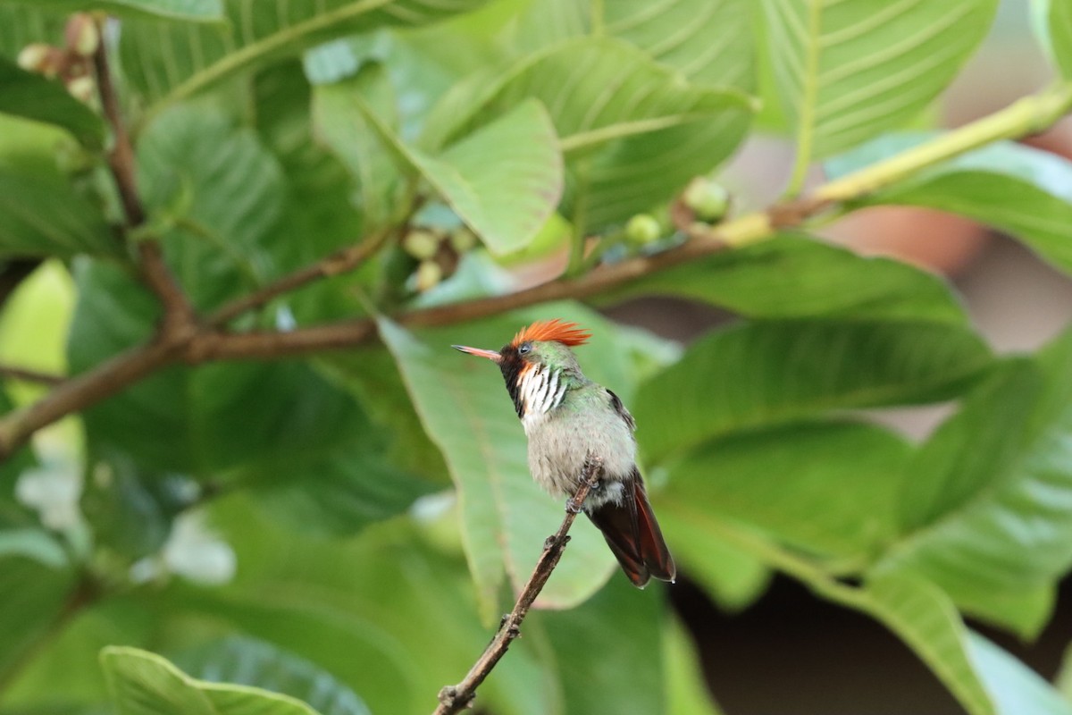 Frilled Coquette - ML611227337