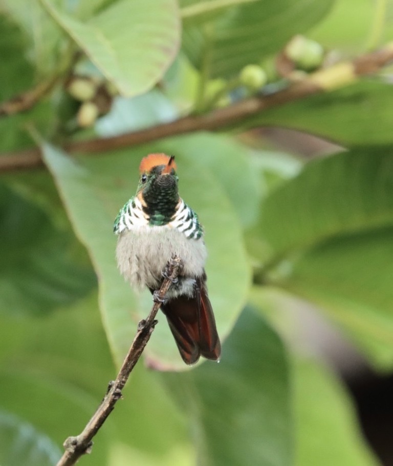 Frilled Coquette - ML611227454