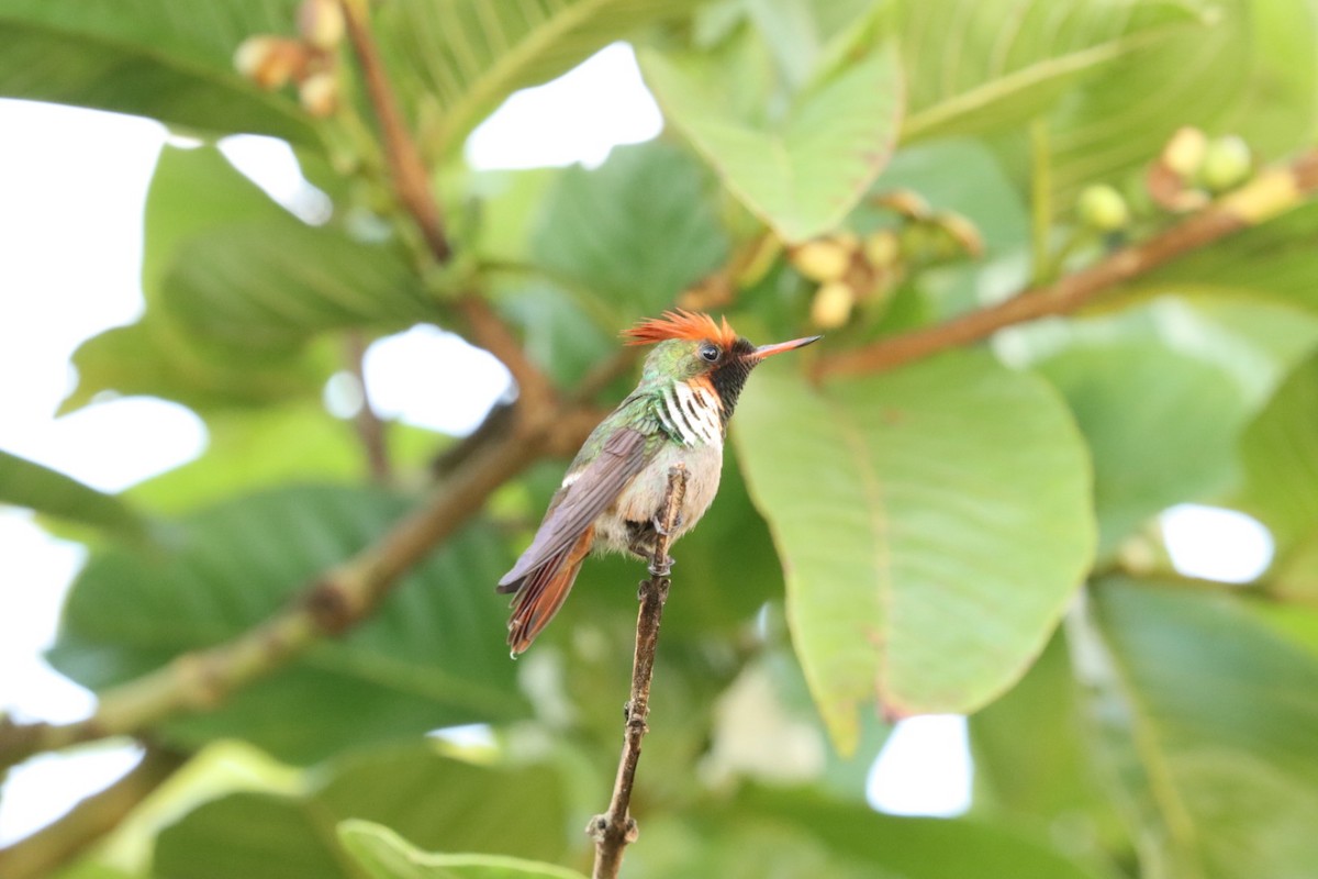 Frilled Coquette - ML611227455