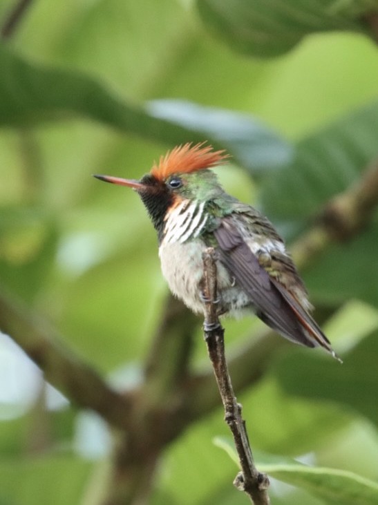 Frilled Coquette - ML611227456