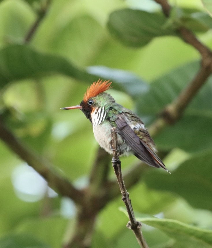 Frilled Coquette - ML611227457
