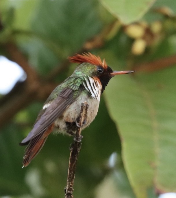 Frilled Coquette - ML611227458