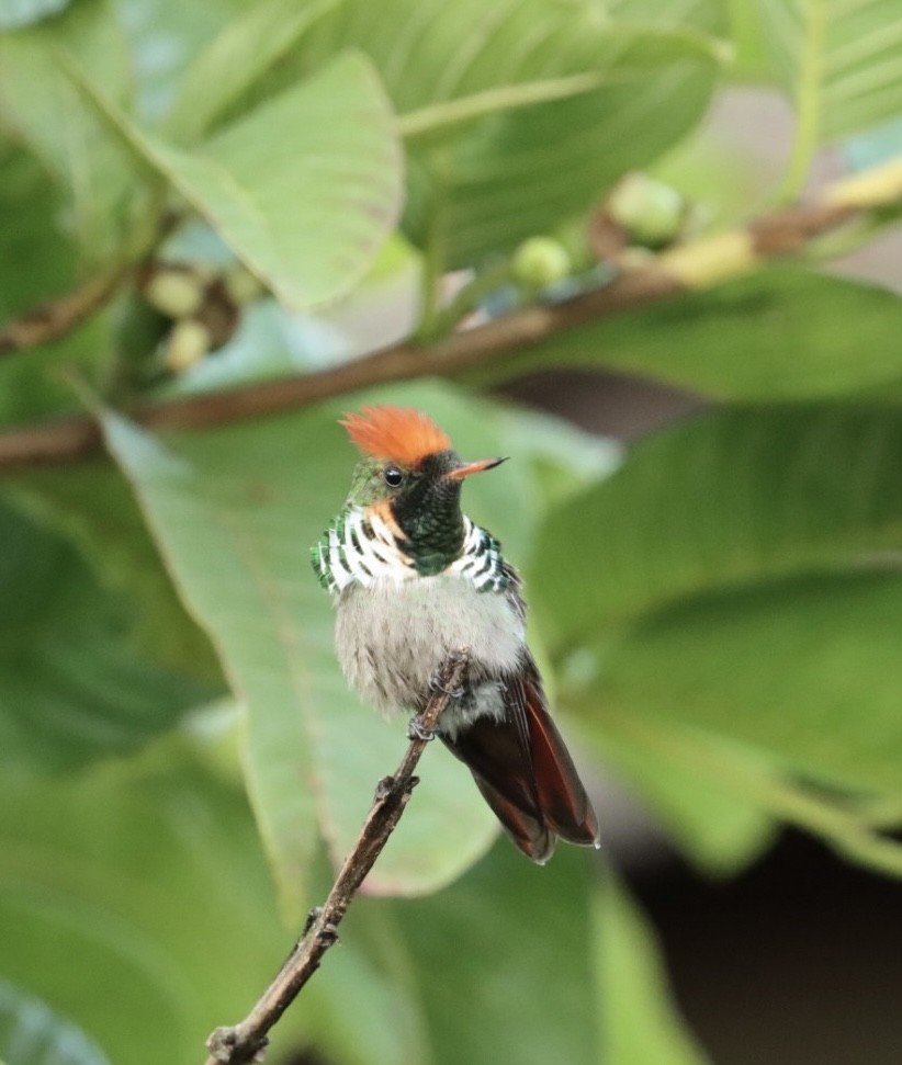 Frilled Coquette - ML611227459