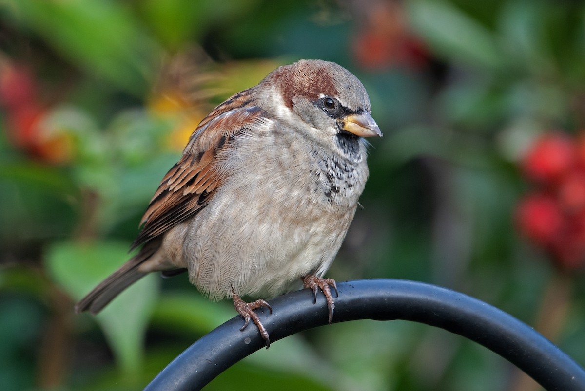 House Sparrow - Andrew Simon