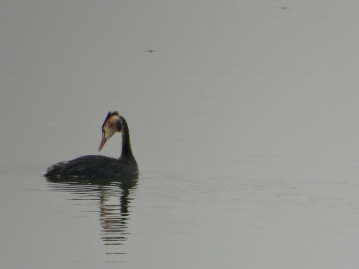 Great Crested Grebe - ML611227495