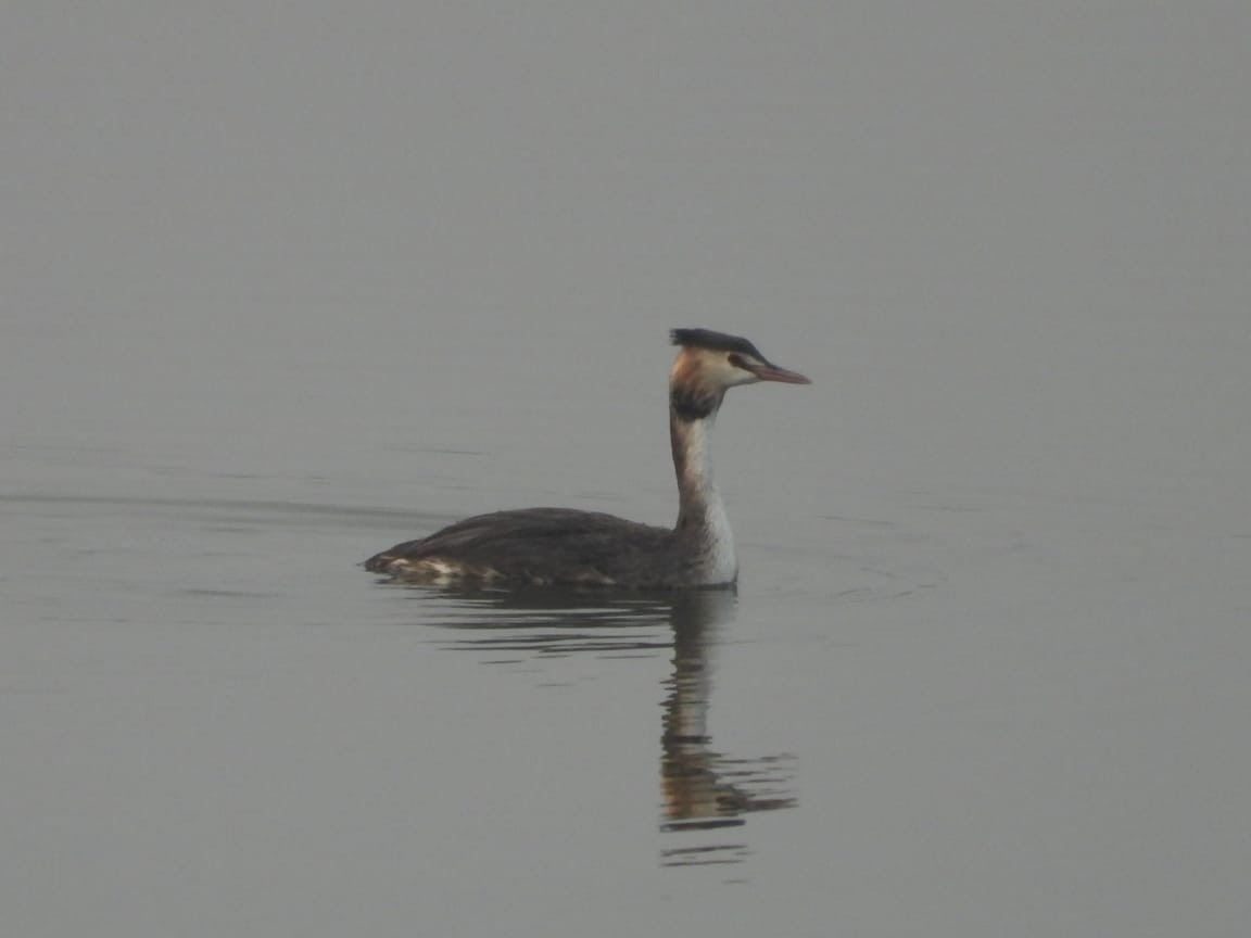 Great Crested Grebe - ML611227496