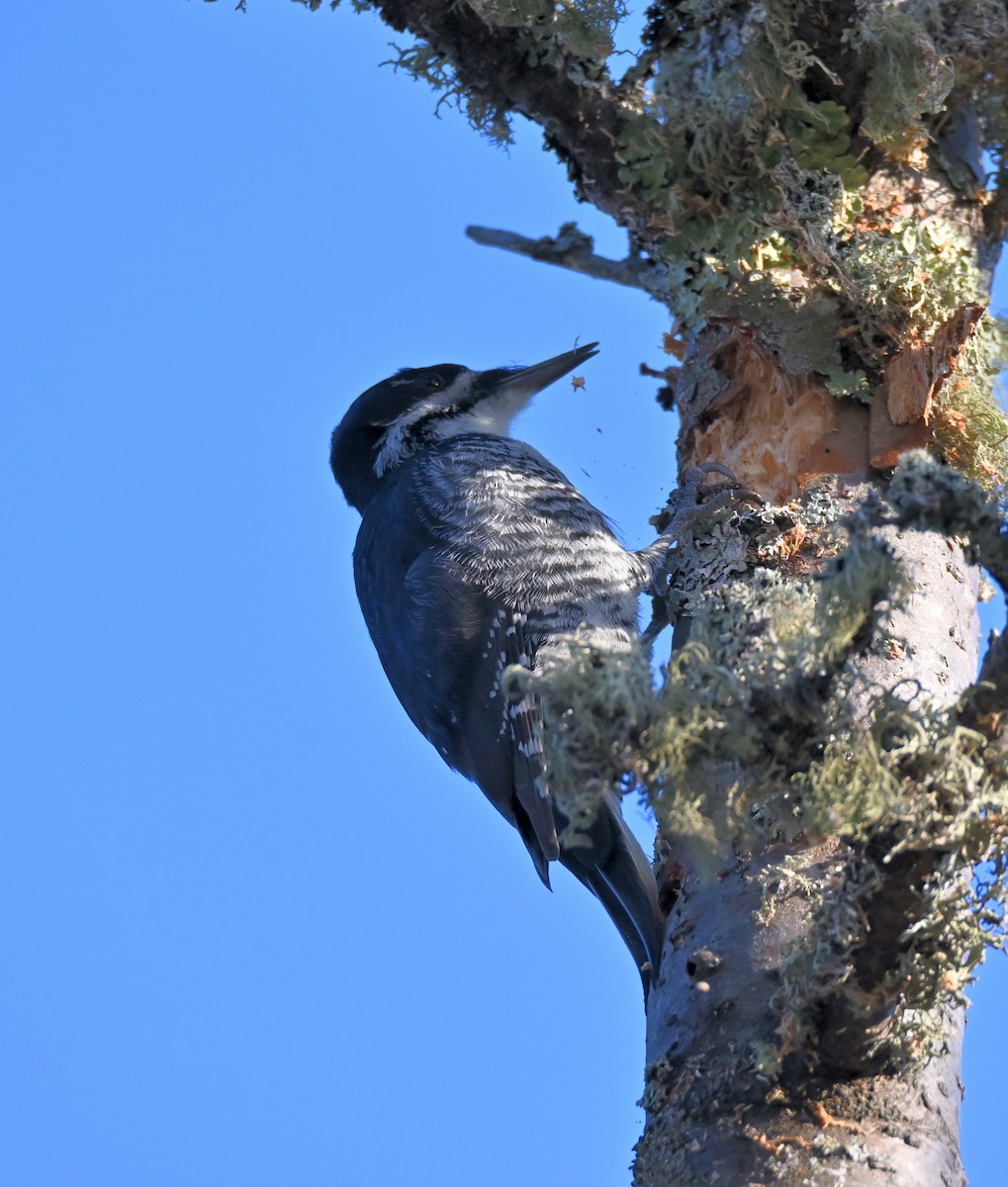 Black-backed Woodpecker - ML611227519