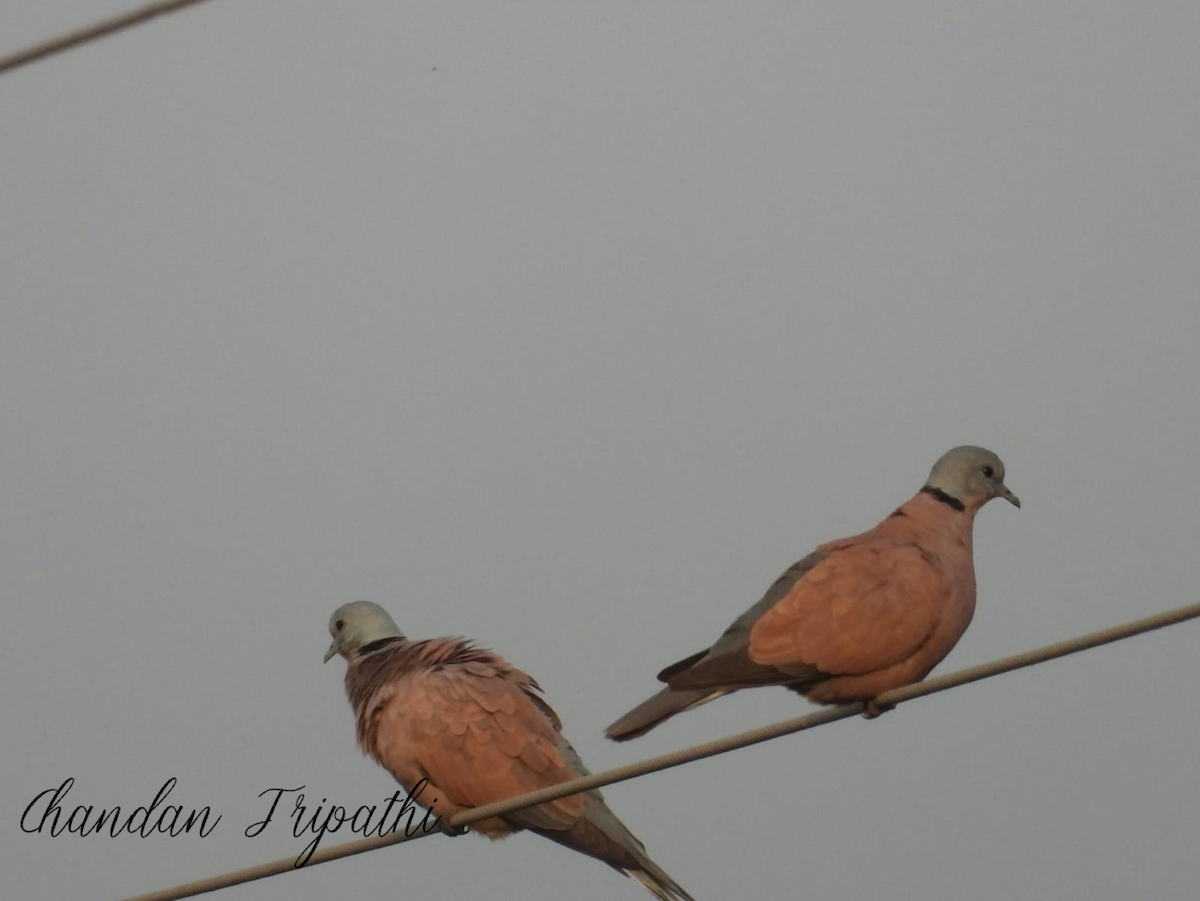 Red Collared-Dove - ML611227911