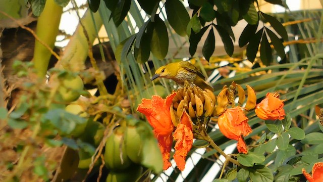 Indian Golden Oriole - ML611228269