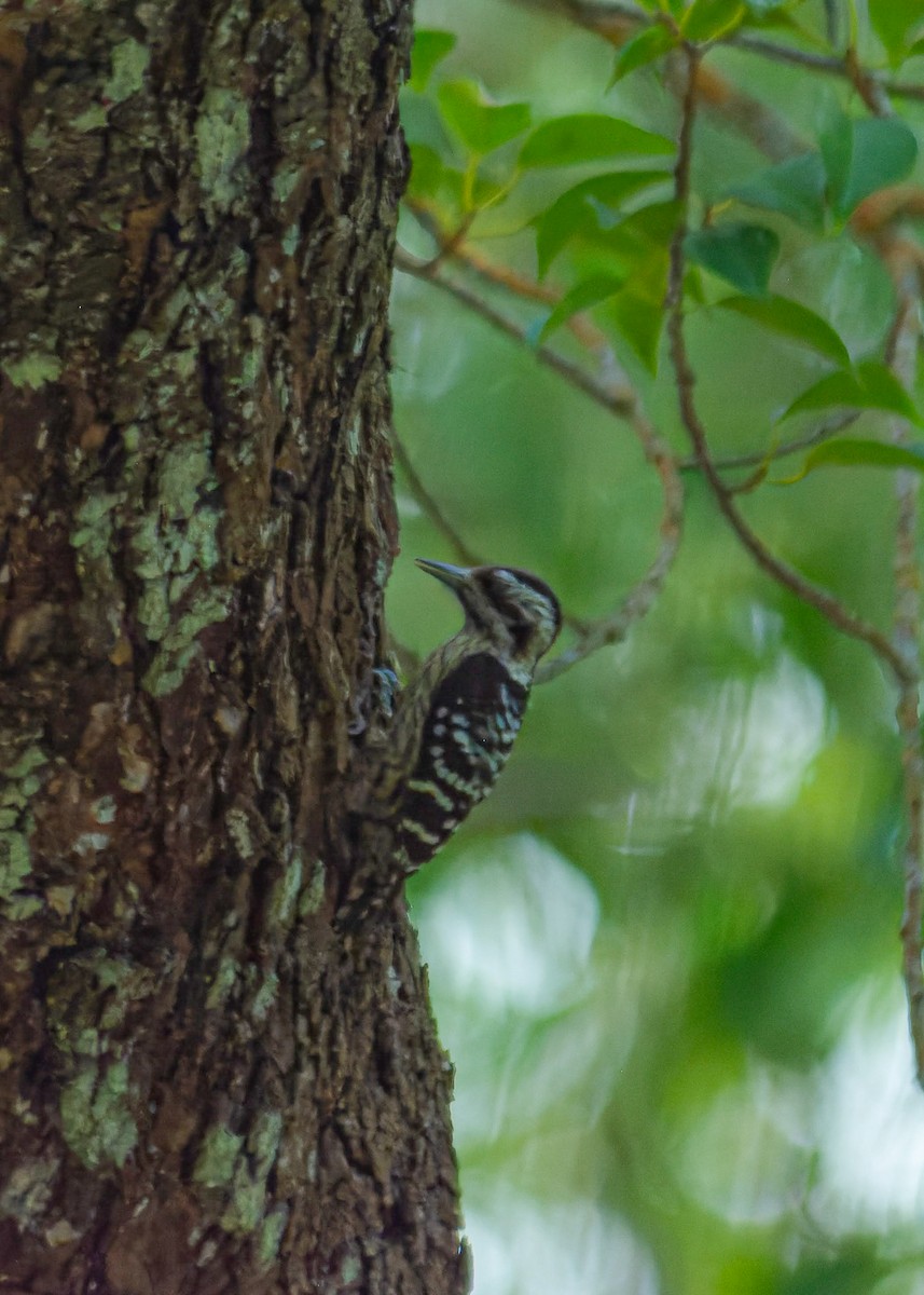 Gray-capped Pygmy Woodpecker - ML611228772
