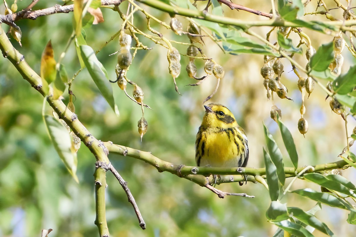 Townsend's Warbler - Ant Tab