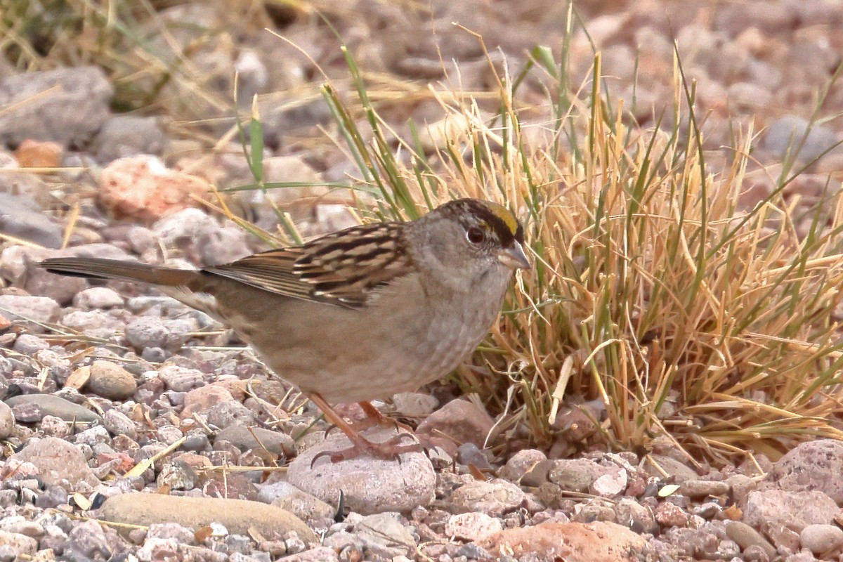 Golden-crowned Sparrow - ML611228993