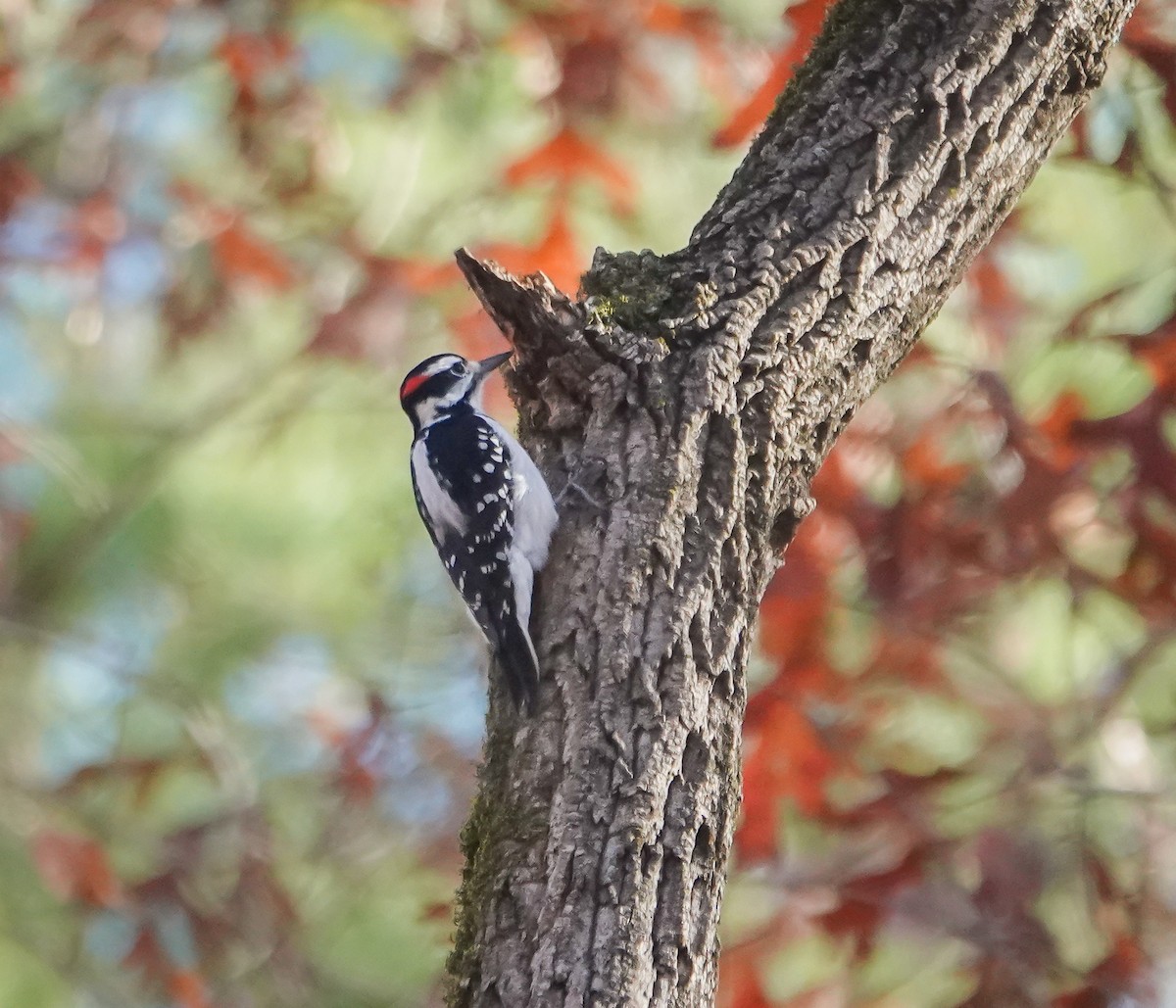 Hairy Woodpecker - ML611229222