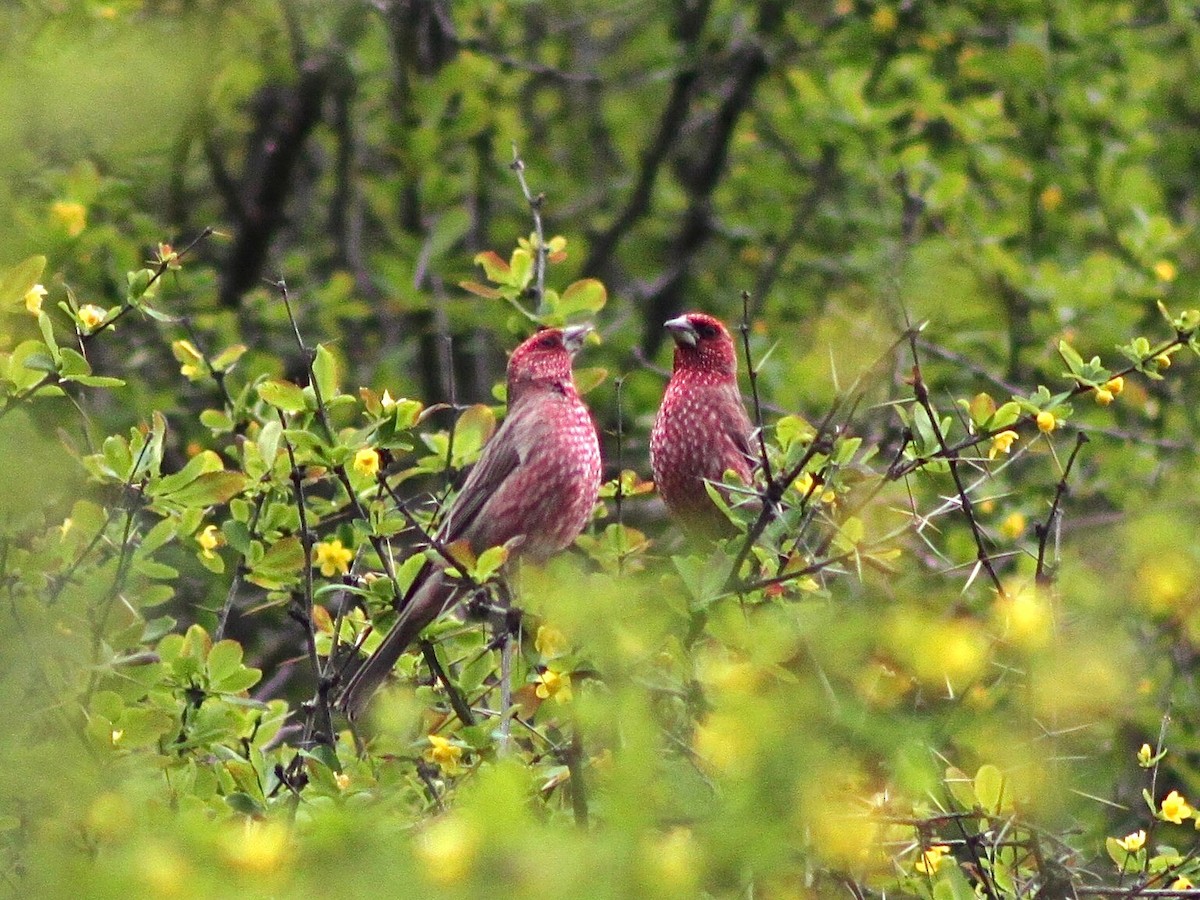 Great Rosefinch (Spotted) - ML611229435