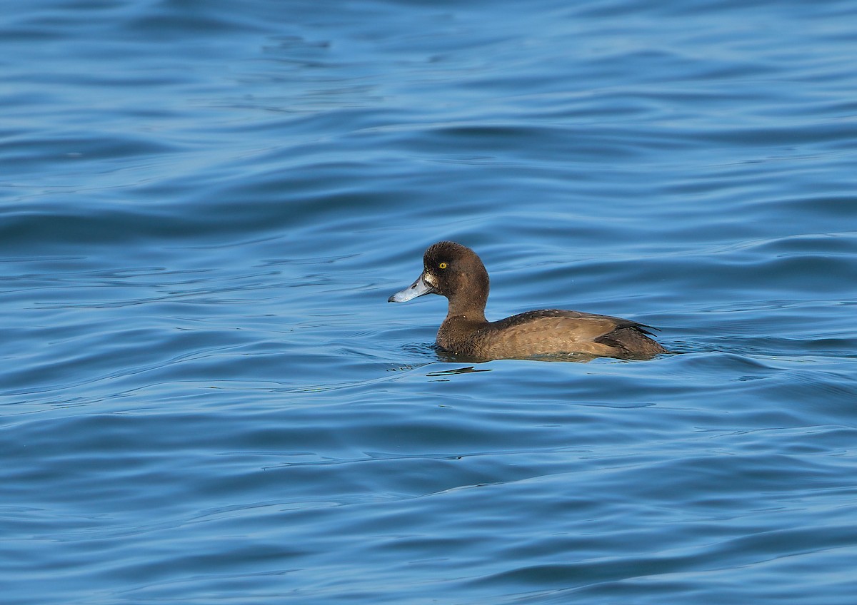 Greater Scaup - ML611230322
