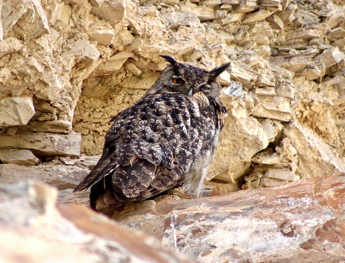 Eurasian Eagle-Owl - ML611231380