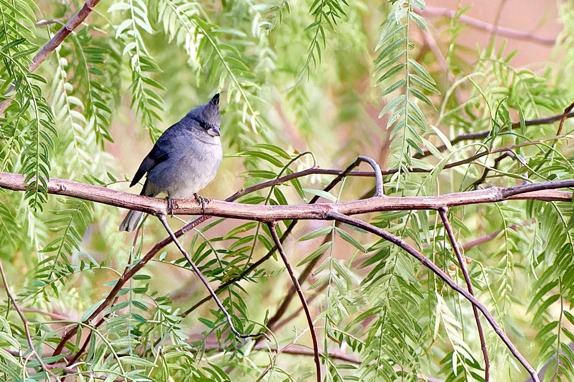Gray-crested Finch - ML611232467