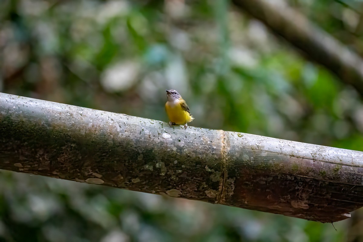 Yellow-bellied Warbler - ML611232686