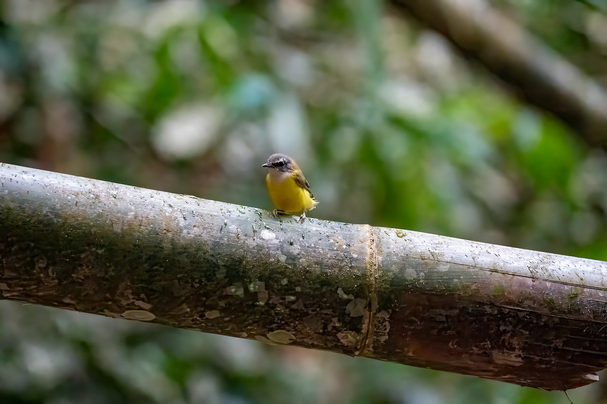 Yellow-bellied Warbler - ML611232687