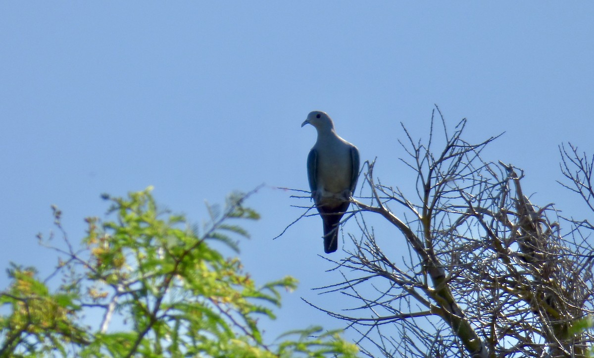 Green Imperial-Pigeon - ML611232786