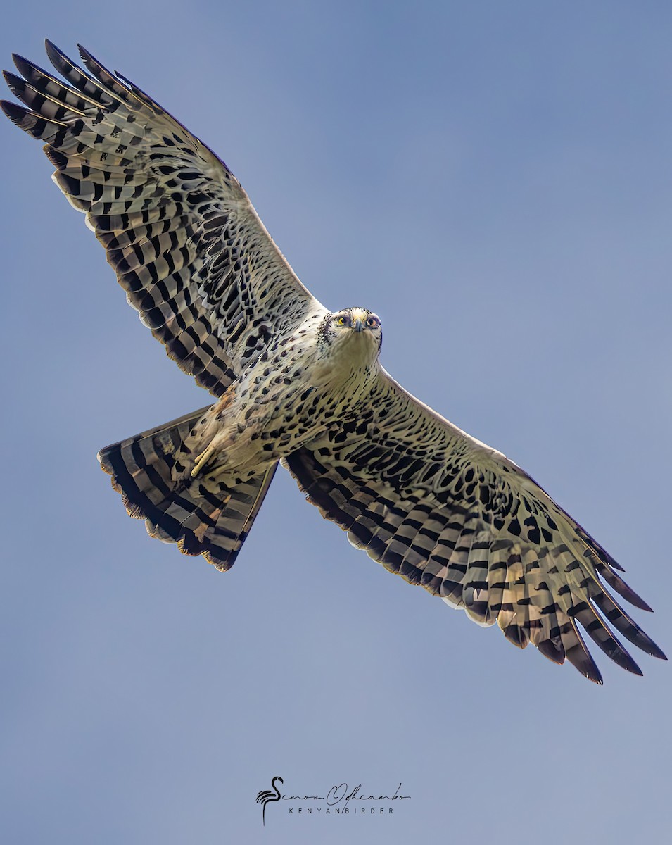 Ayres's Hawk-Eagle - ML611232788