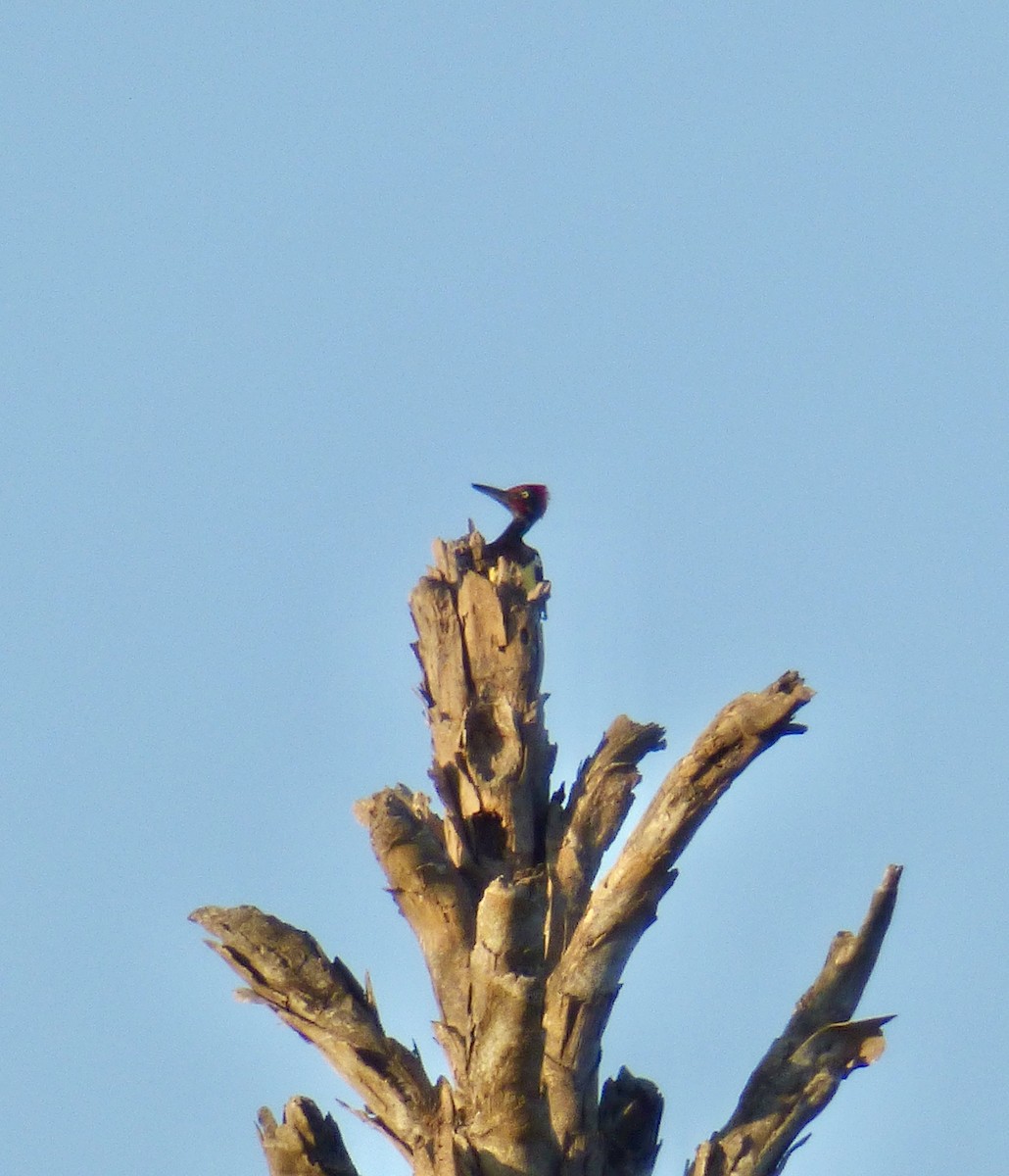 White-bellied Woodpecker - Rich Bayldon