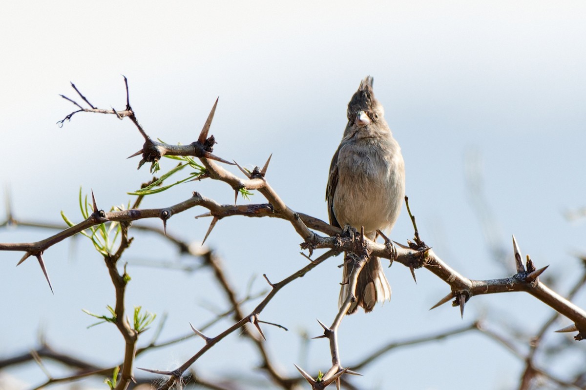 Gray-crested Finch - ML611232940