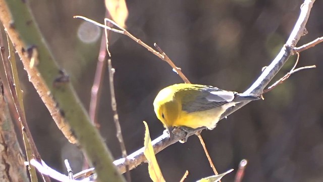 Prothonotary Warbler - ML611233048