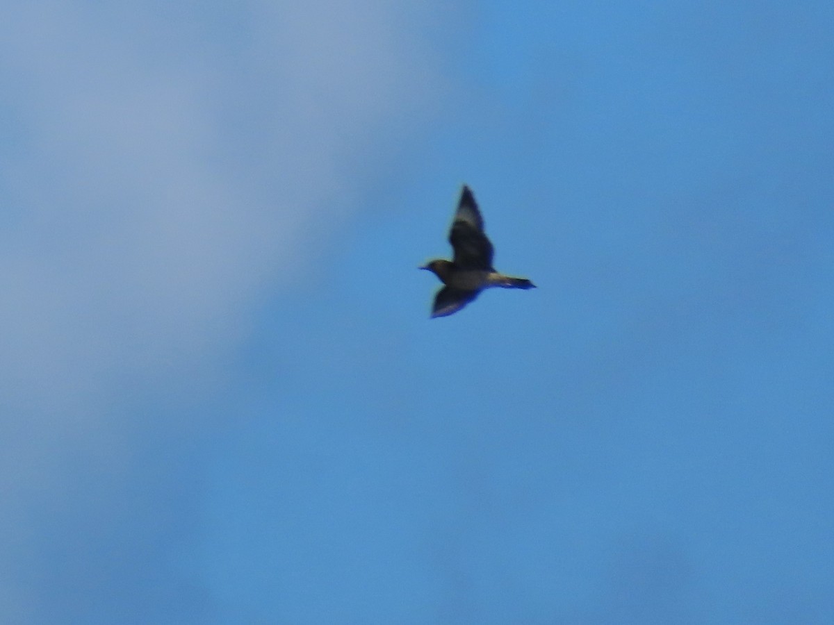 Parasitic Jaeger - ML611233117