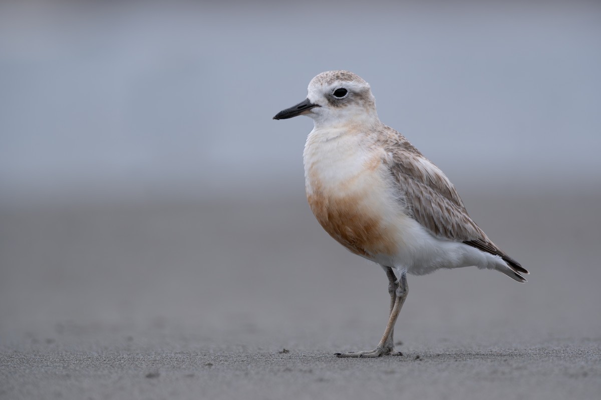 Red-breasted Dotterel - ML611233304