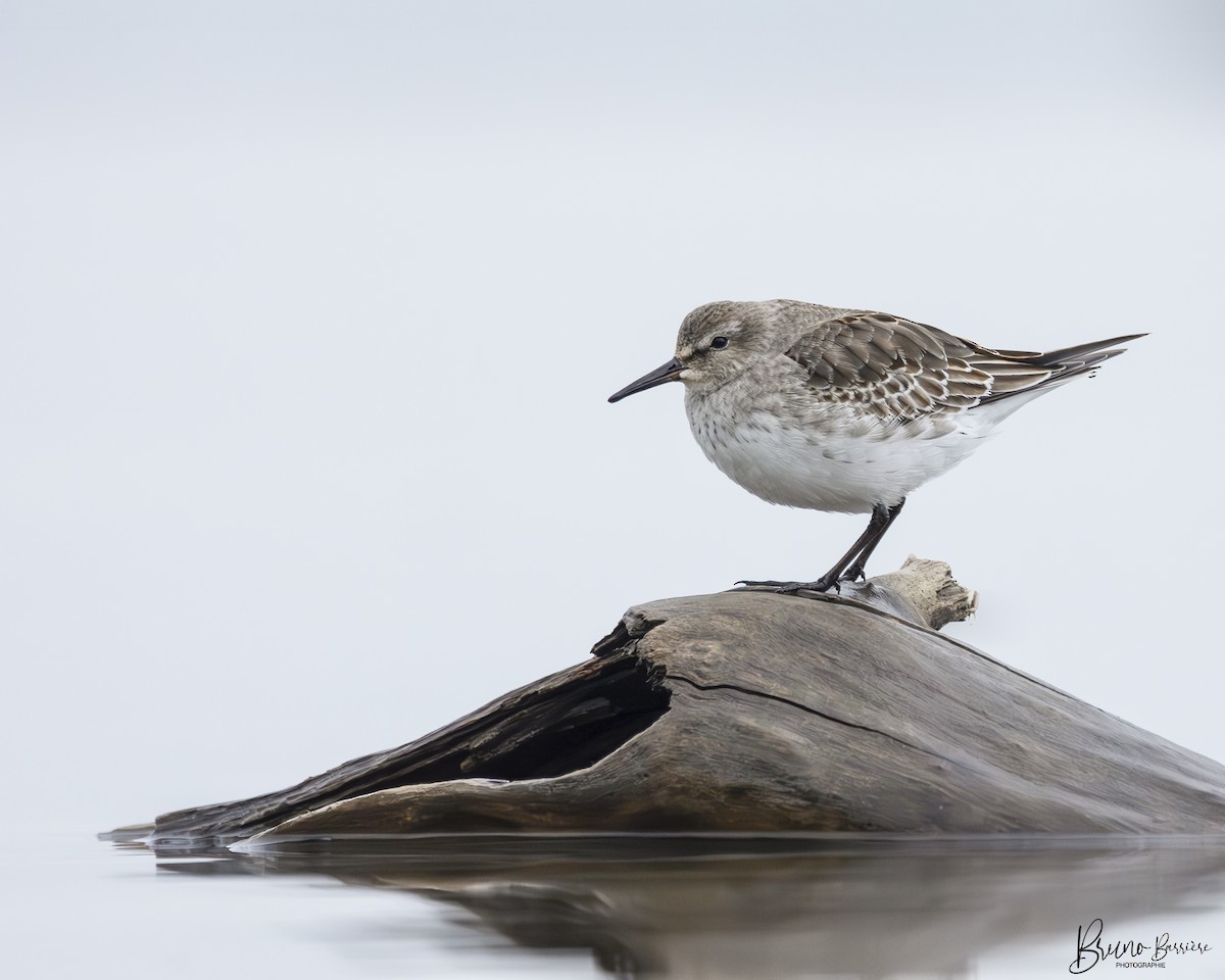 eBird Checklist 17 Nov 2023 RN de PointeYamachiche 1 species