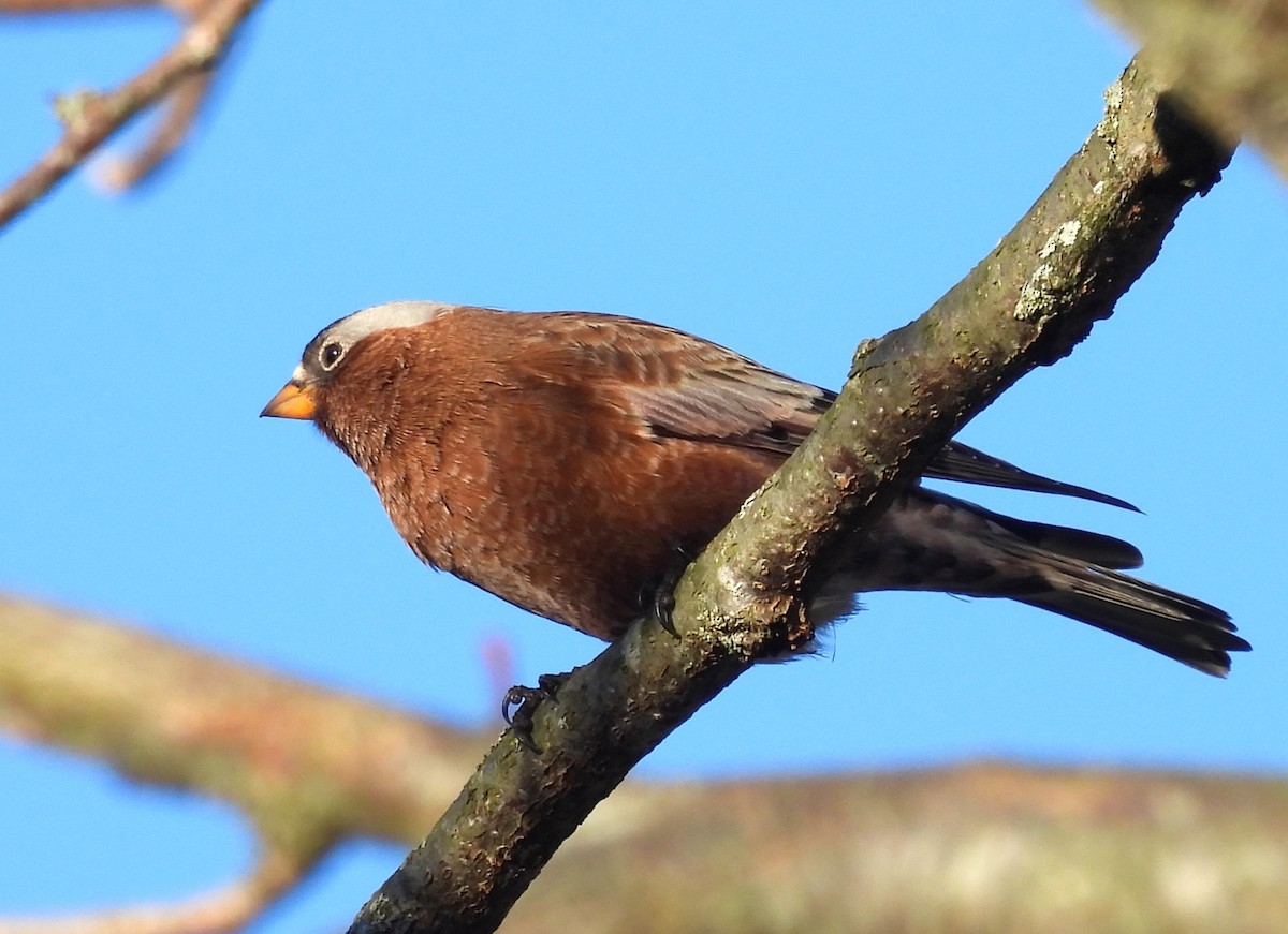 Gray-crowned Rosy-Finch - ML611233710