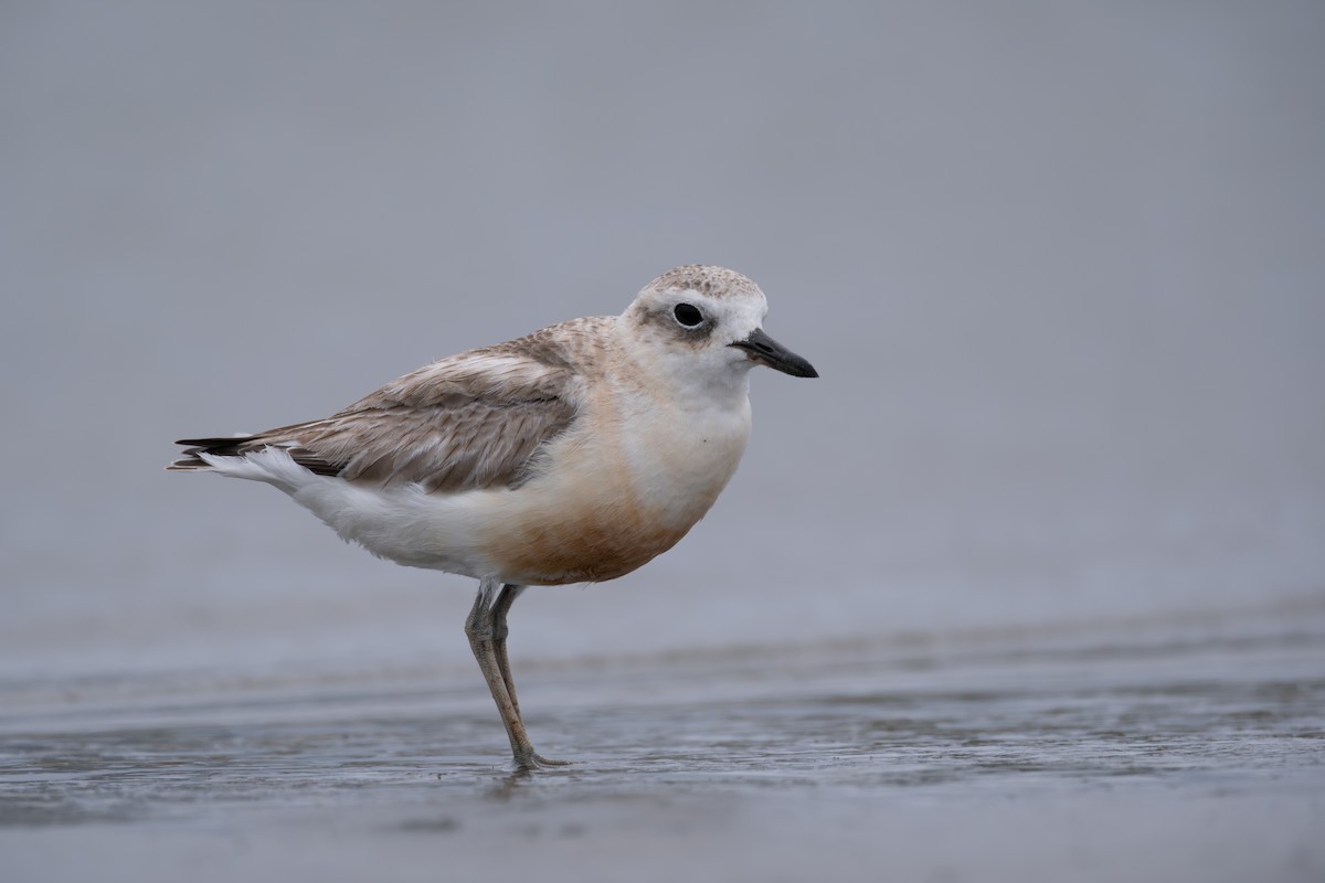 Red-breasted Dotterel - ML611233920