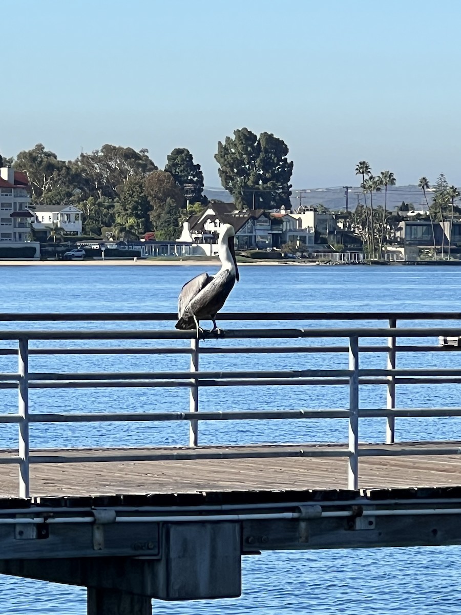 Brown Pelican (California) - ML611233948