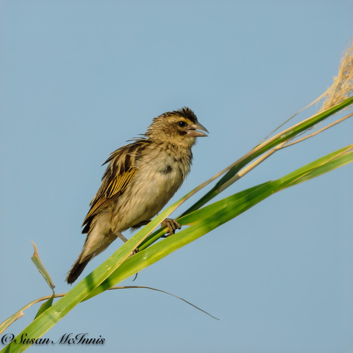 Fan-tailed Widowbird - Susan Mac
