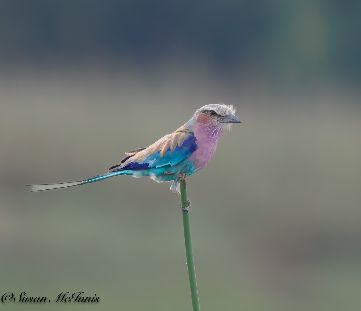 Lilac-breasted Roller (Lilac-breasted) - ML611234637