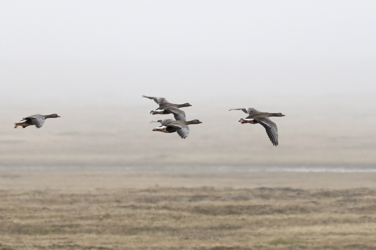Greater White-fronted Goose - ML611234741