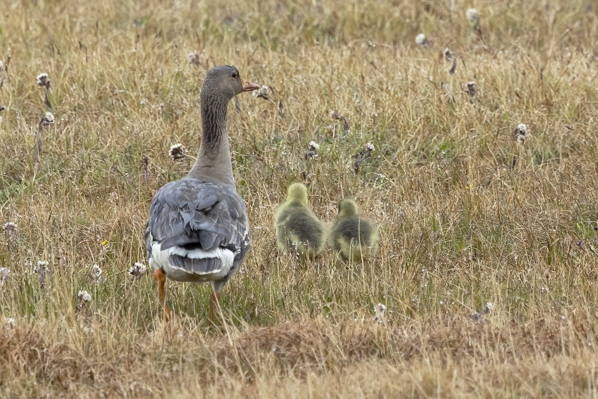 Greater White-fronted Goose - ML611235199