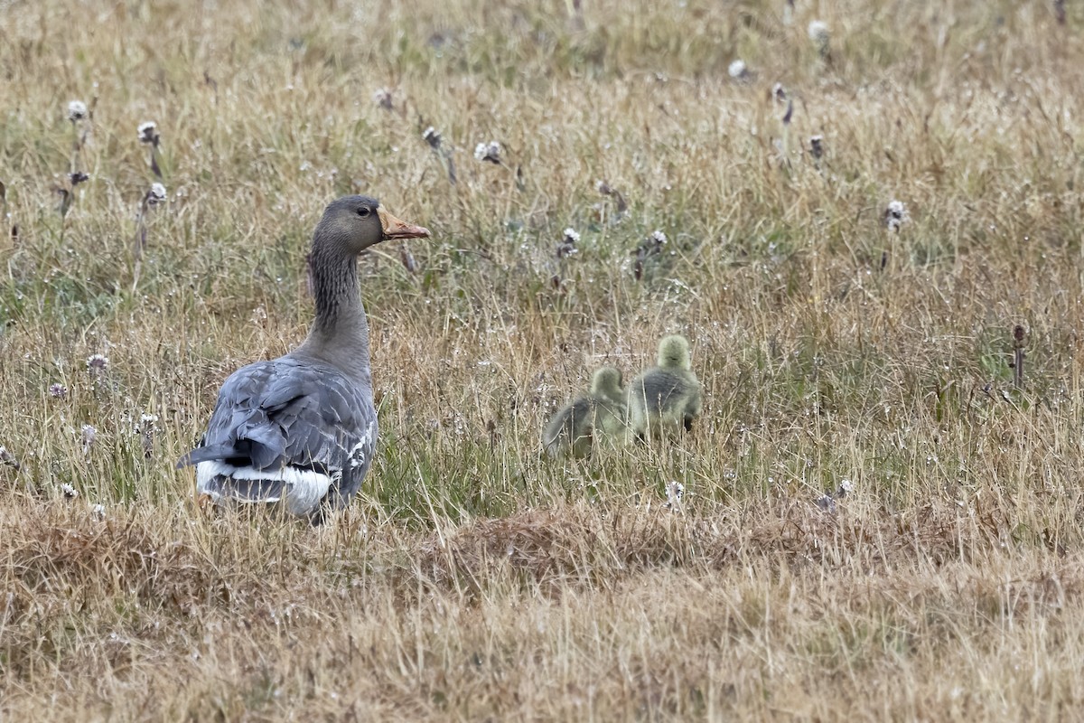 Greater White-fronted Goose - ML611235200