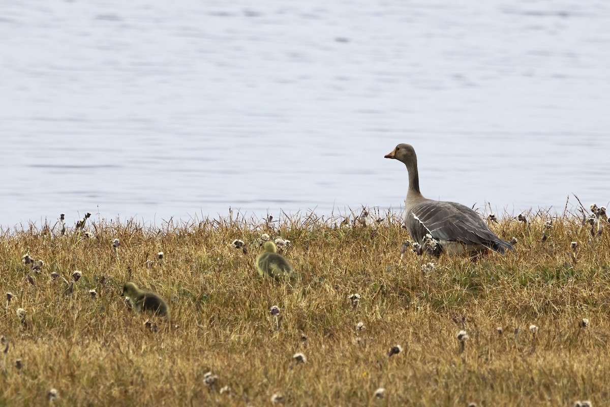 Greater White-fronted Goose - ML611235201