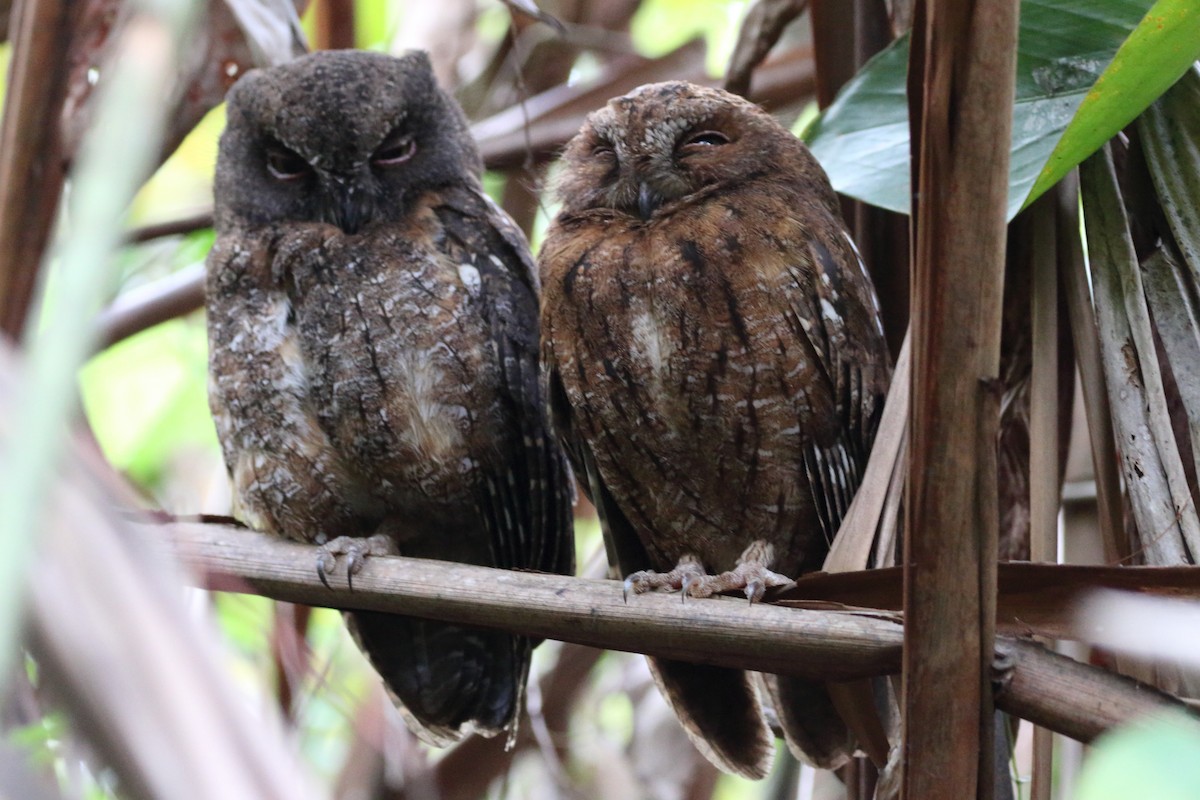 Madagascar Scops-Owl (Rainforest) - ML611235384