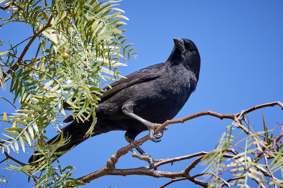 Bolivian Blackbird - ML611235503