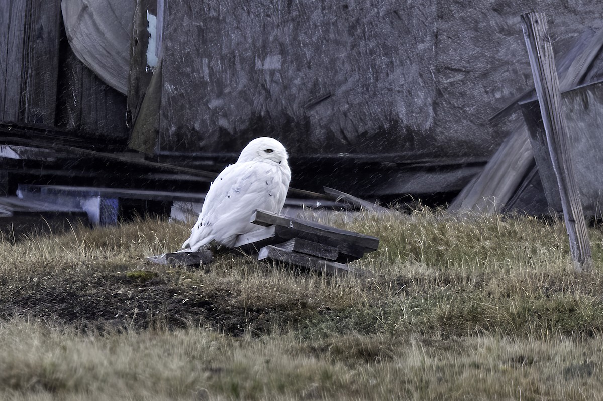 Snowy Owl - ML611235976