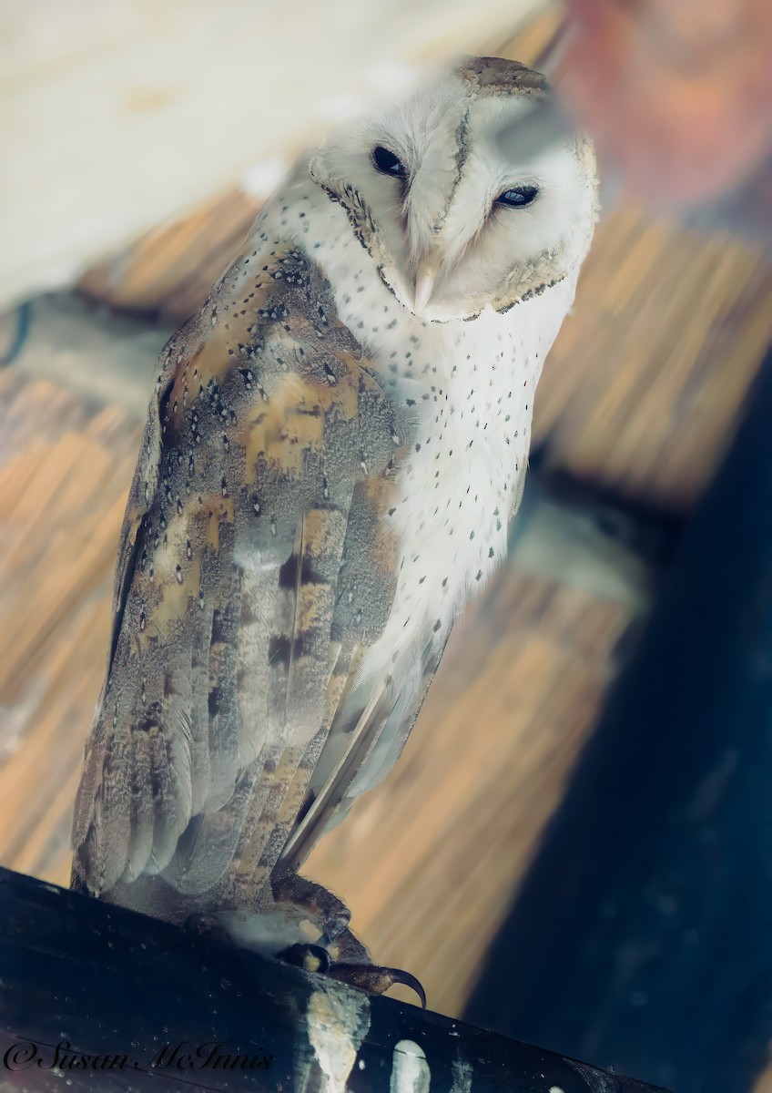 Barn Owl (African) - ML611236014