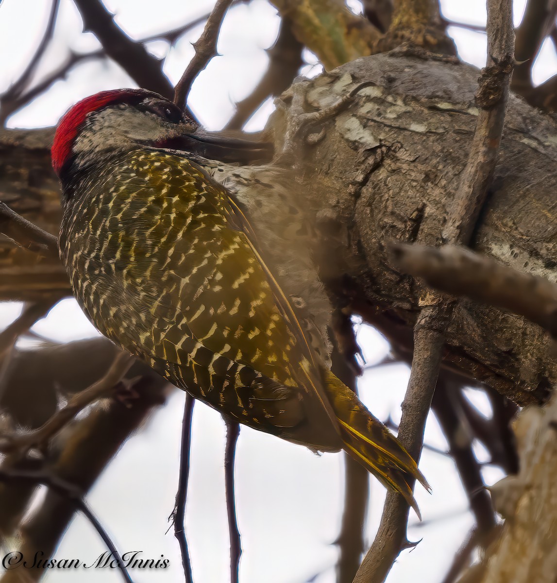 Golden-tailed Woodpecker - ML611236033