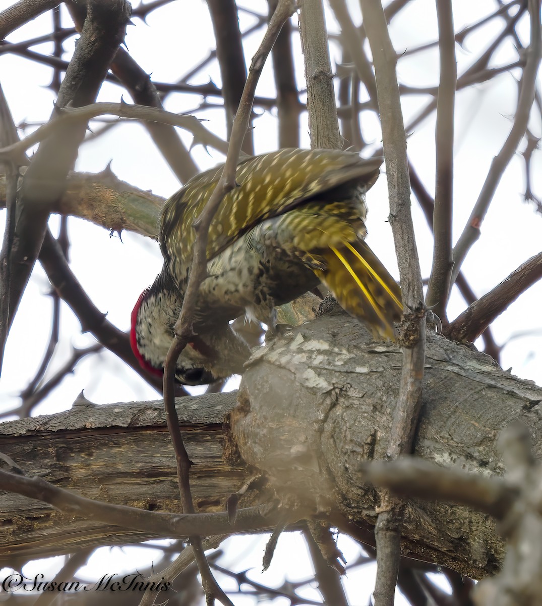Golden-tailed Woodpecker - ML611236067