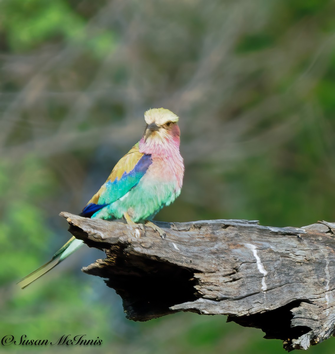 Lilac-breasted Roller (Lilac-breasted) - Susan Mac