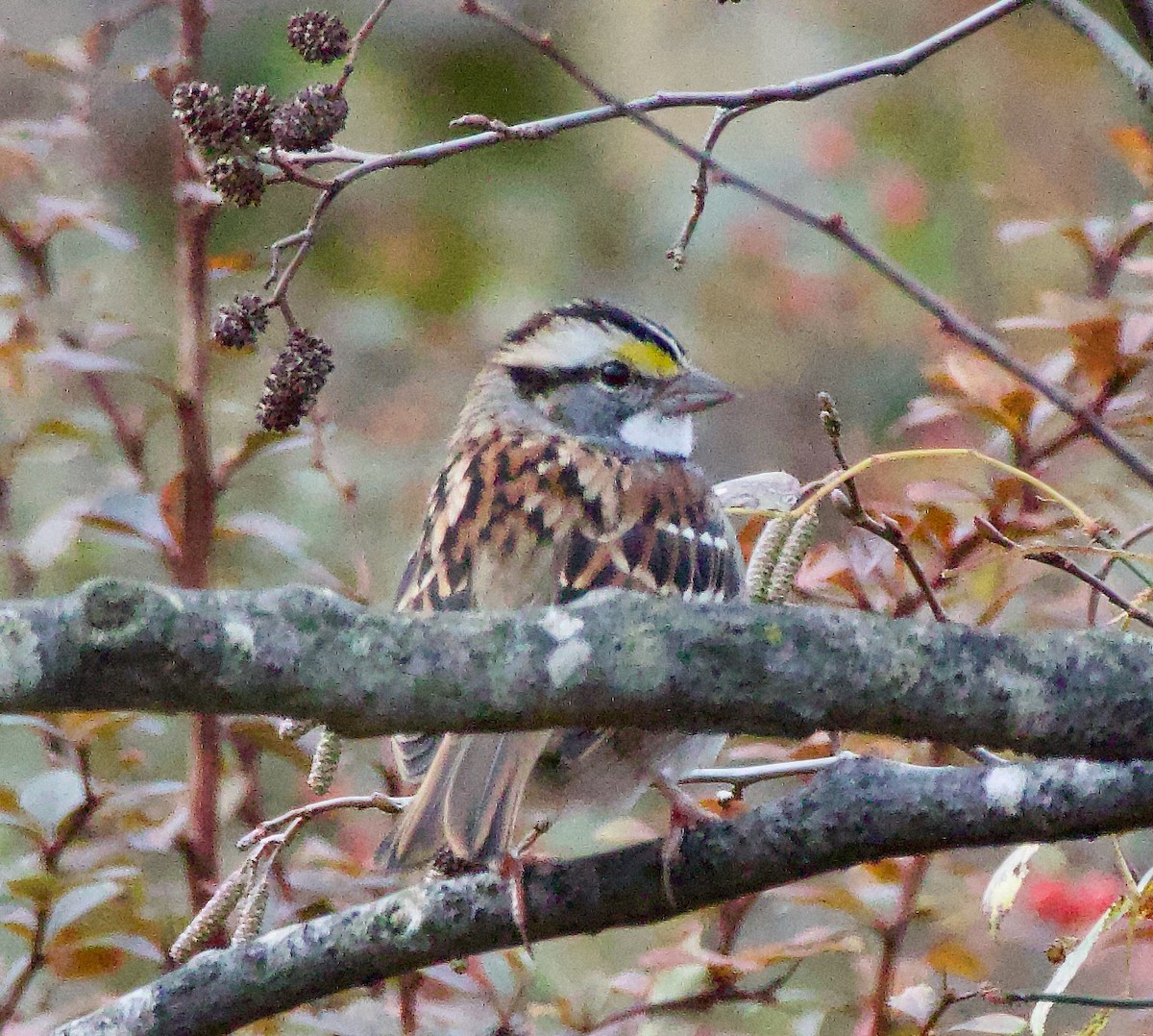 White-throated Sparrow - ML611236432